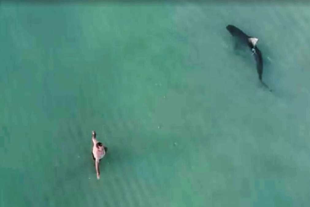 Tubarão-tigre nada junto a homem que não se apercebe da companhia [vídeo]