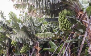 Produtores de banana criticam novo centro de processamento na Madeira