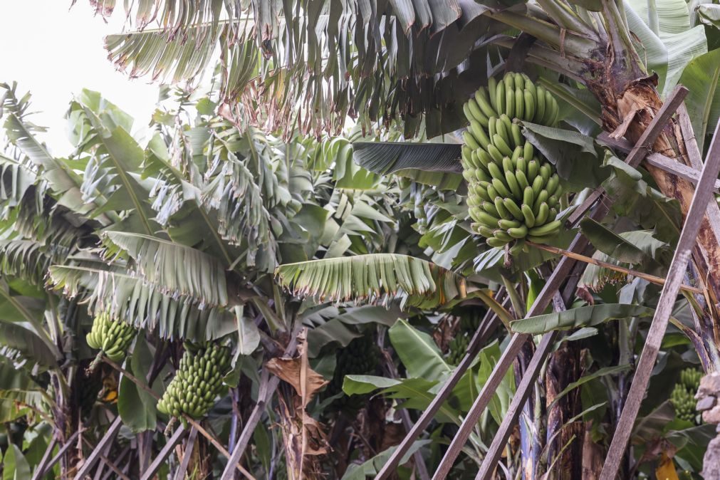 Produtores de banana criticam novo centro de processamento na Madeira
