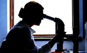 Mais de mil cientistas pedem apoio do Parlamento Europeu às novas técnicas genómicas