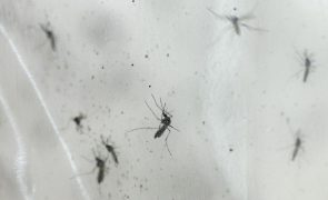 Ministério da Saúde de Timor-Leste confirma vírus chikungunya no país