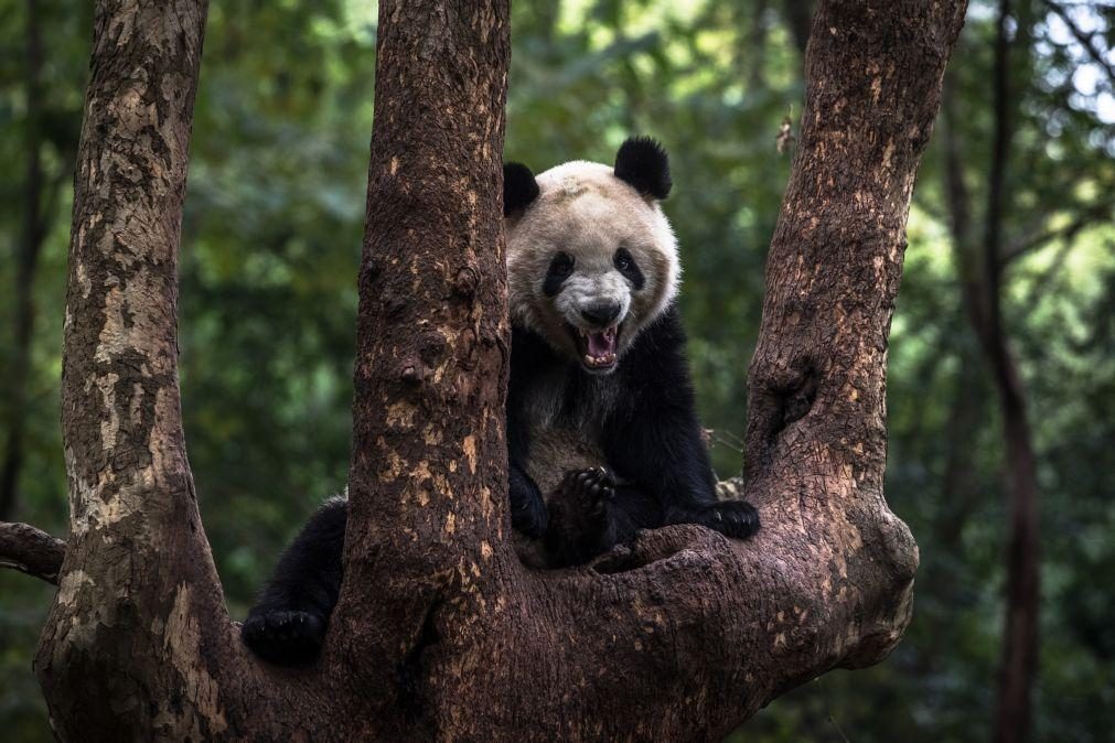 Número de pandas gigantes em estado selvagem na China sobe para cerca de 1.900