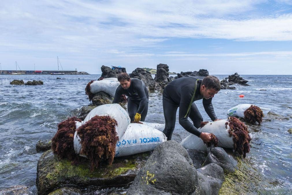 Recolhidas 150 toneladas de algas em duas praias de Ponta Delgada