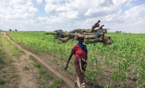 BAD liberta 30,7 ME para segurança alimentar e resiliência climática em Moçambique