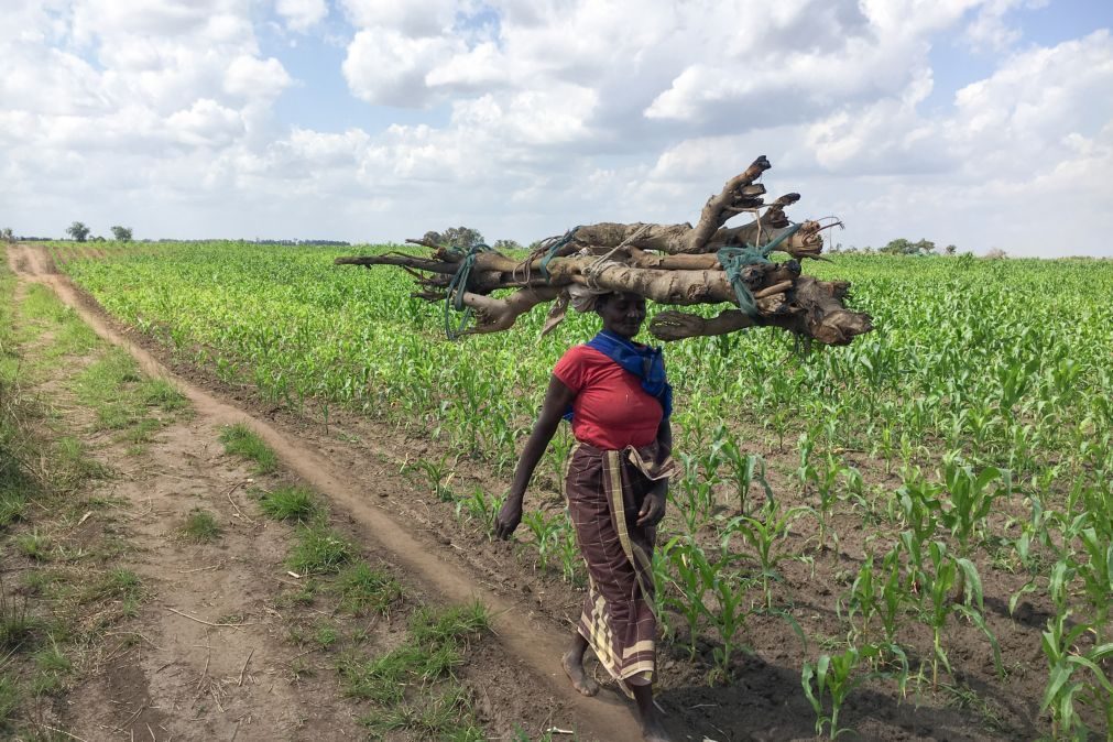 BAD liberta 30,7 ME para segurança alimentar e resiliência climática em Moçambique