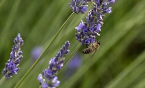Universidade de Coimbra lidera projeto europeu sobre saúde das abelhas melíferas