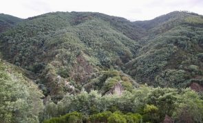 Projeto prevê aumento de folhosas e redução de pinhal na Serra da Lousã