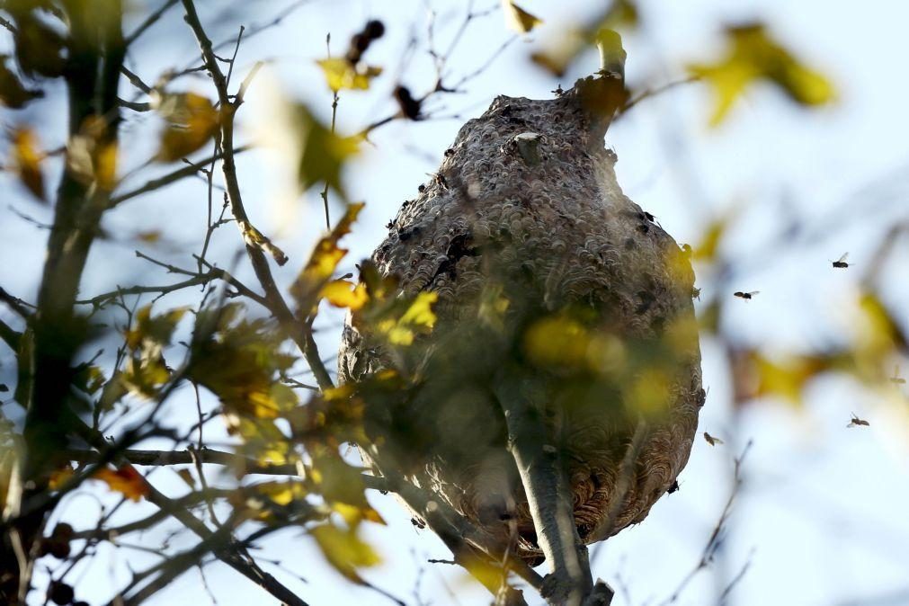 Destruídos 176 ninhos de vespa asiática em 2023 em Castelo Branco