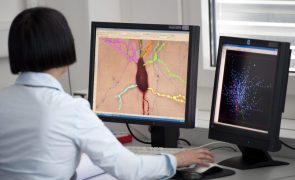 Prémio Bial de Biomedicina 2023 distingue estudo sobre tumor cerebral agressivo