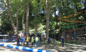 Arguidos no caso da queda de árvore na Madeira absolvidos de todos os crimes