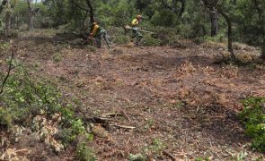Quase mil freguesias identificadas como prioritárias para limpeza de florestas