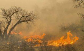 Pelo menos um morto e quase meio milhão de hectares devastados por incêndios no Texas