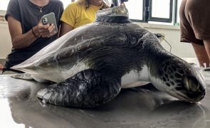Investigadores da Universidade dos Açores monitorizam viagem inédita de tartaruga-verde juvenil