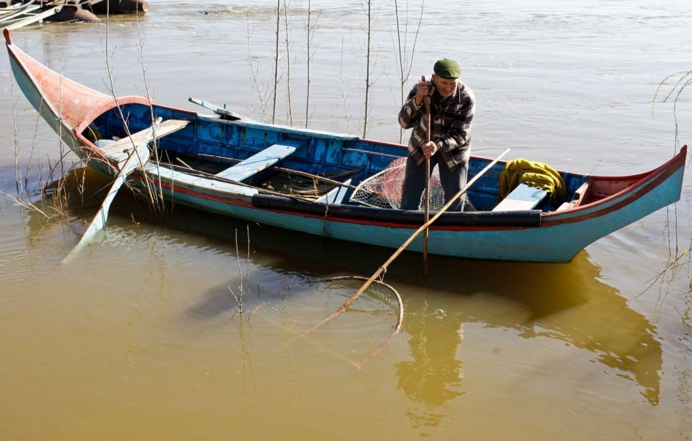 Pescadores e apreciadores desesperam com falta de lampreia no Tejo e preços disparam