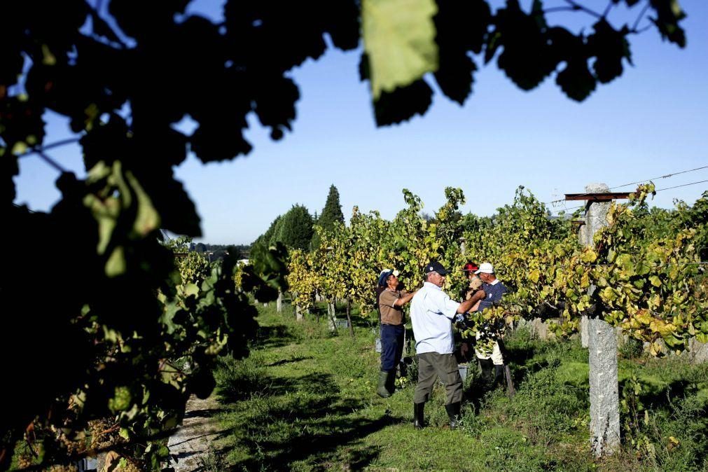 Produtores de vinhos verdes em feira alemã para dar a conhecer a região