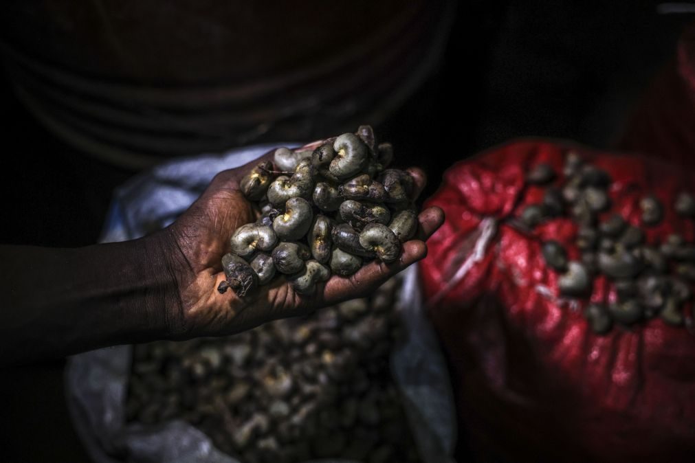 União de camponeses guineenses contra preço do caju fixado pelo Governo