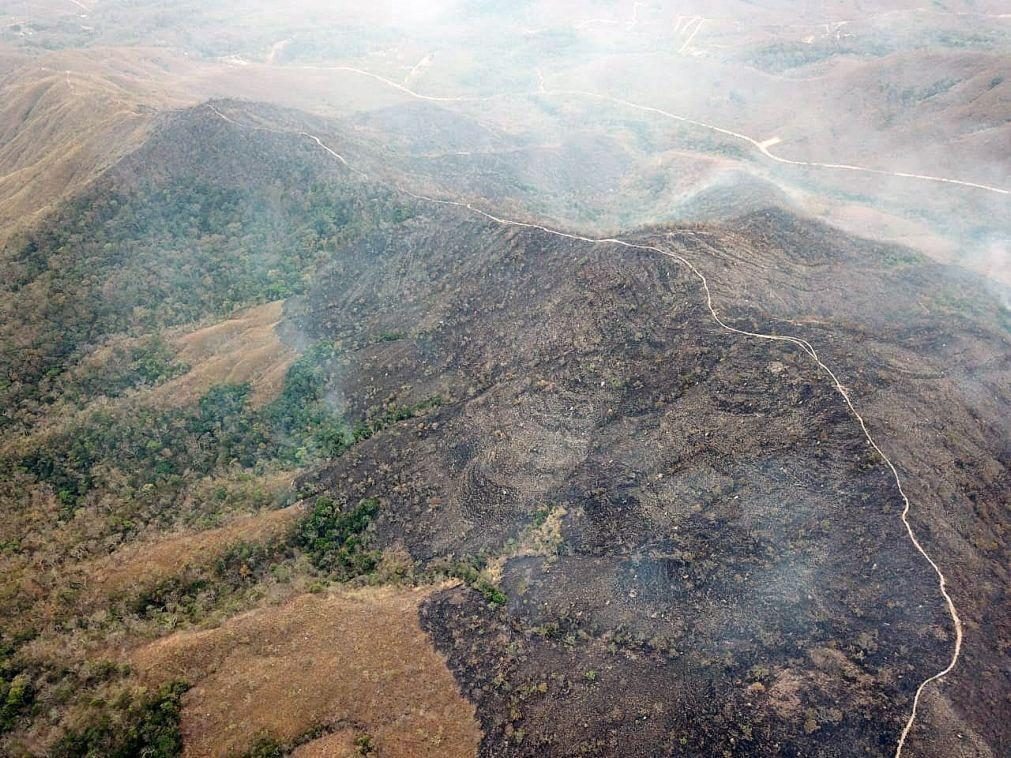 Desflorestação da Amazónia brasileira caiu 63% no primeiro bimestre face a 2023