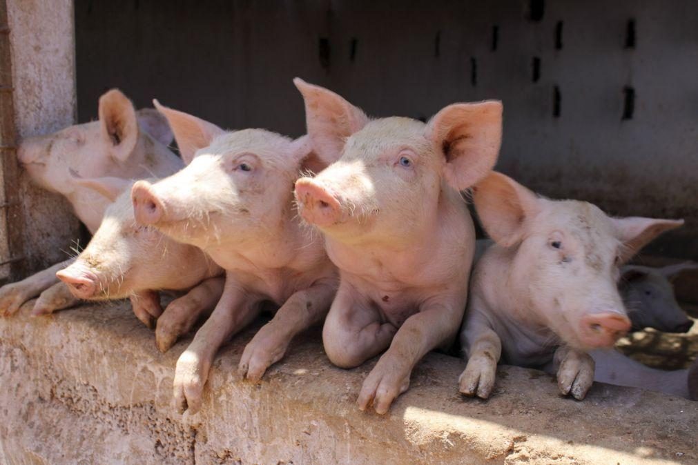 Suinicultores obrigados a declarar porcos em abril
