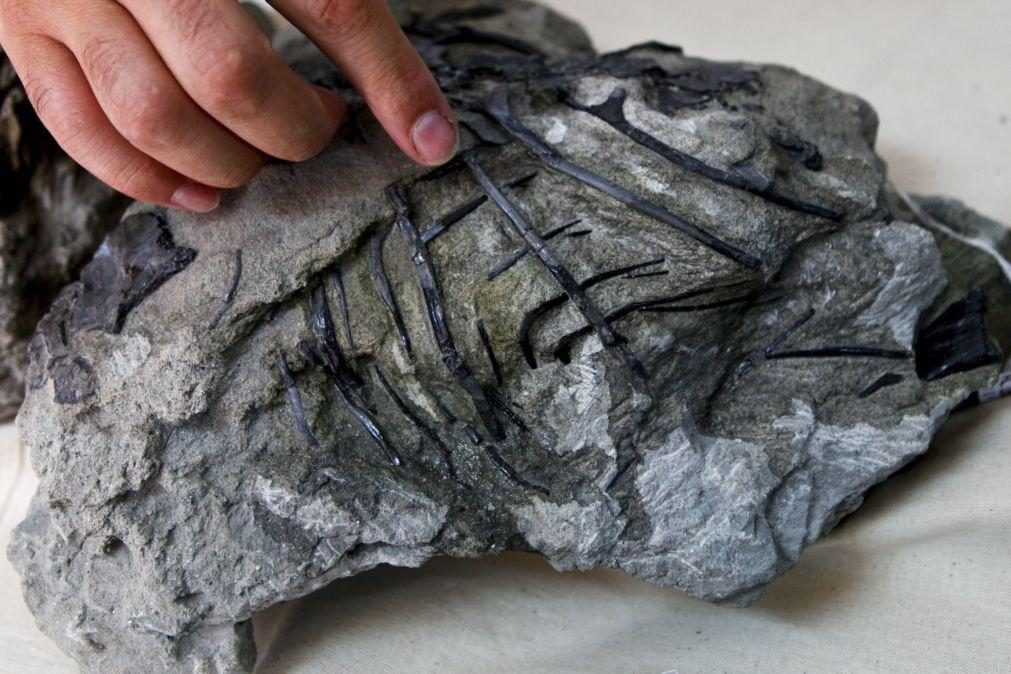 Paleontólogos identificam na Lourinhã nova espécie de dinossauro