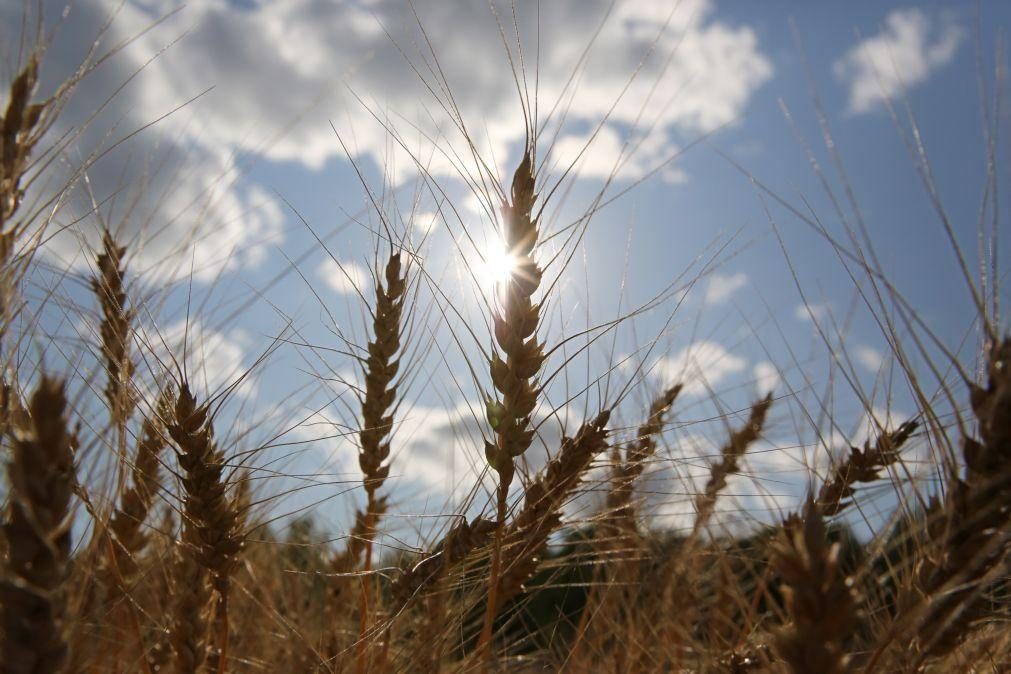 Bruxelas quer tributar importações de cereais russos e bielorrussos