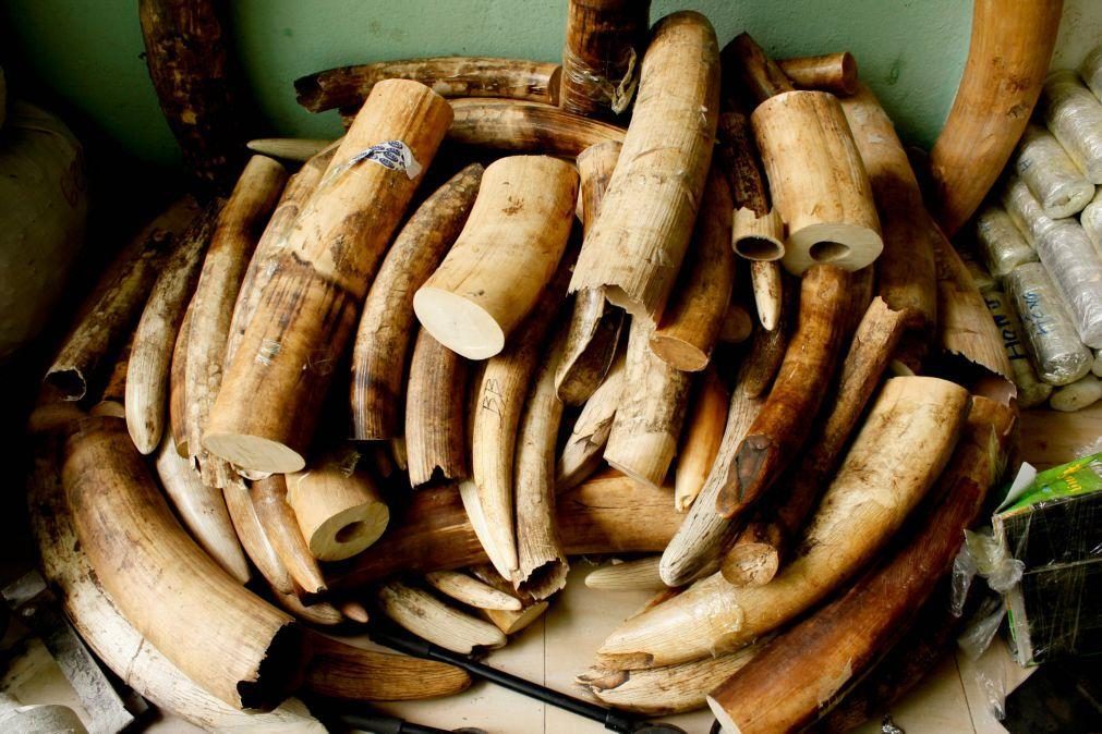 Autoridades moçambicanas travam exportação ilegal de 4,8 toneladas de marfim
