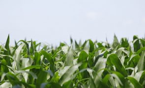 Área cultivada com milho geneticamente modificado diminui 17% em 2023