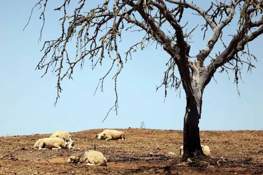 Ano de 2023 foi o segundo mais quente de sempre em Portugal