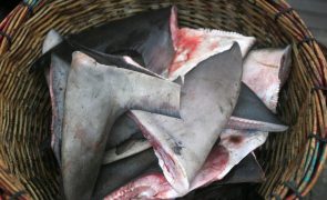 Apreendidos mais de 1.200 quilos de holotúrias e barbatanas de tubarões em Moçambique