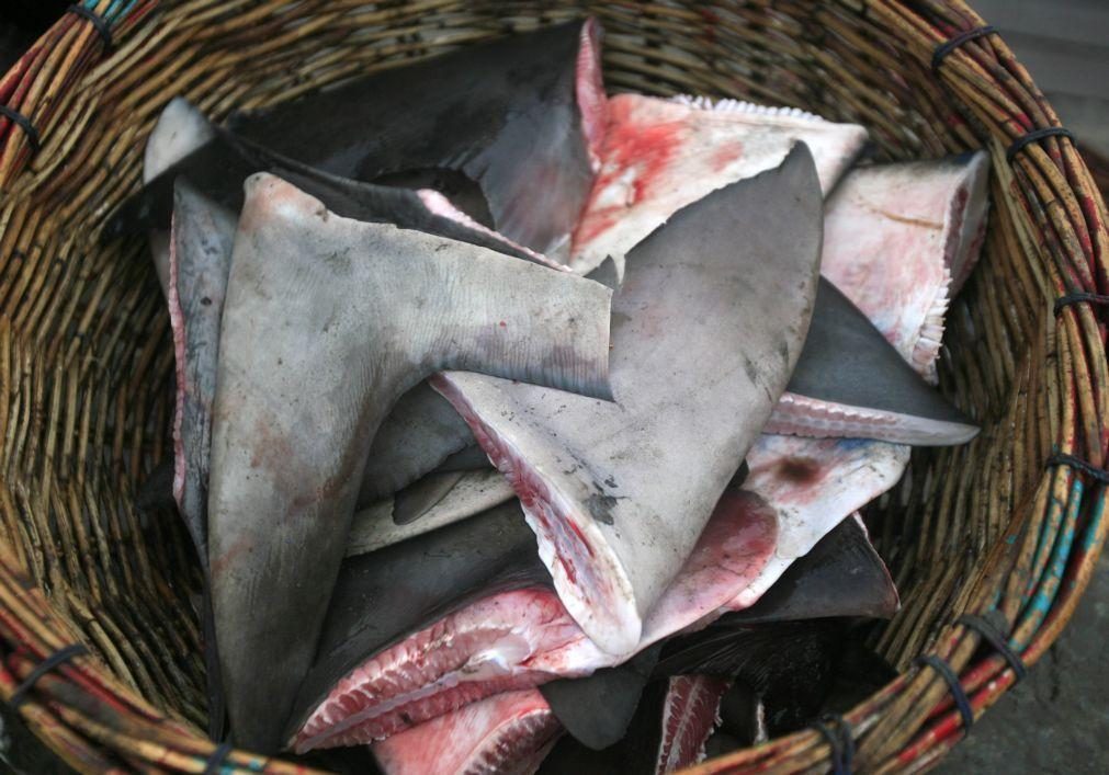 Apreendidos mais de 1.200 quilos de holotúrias e barbatanas de tubarões em Moçambique