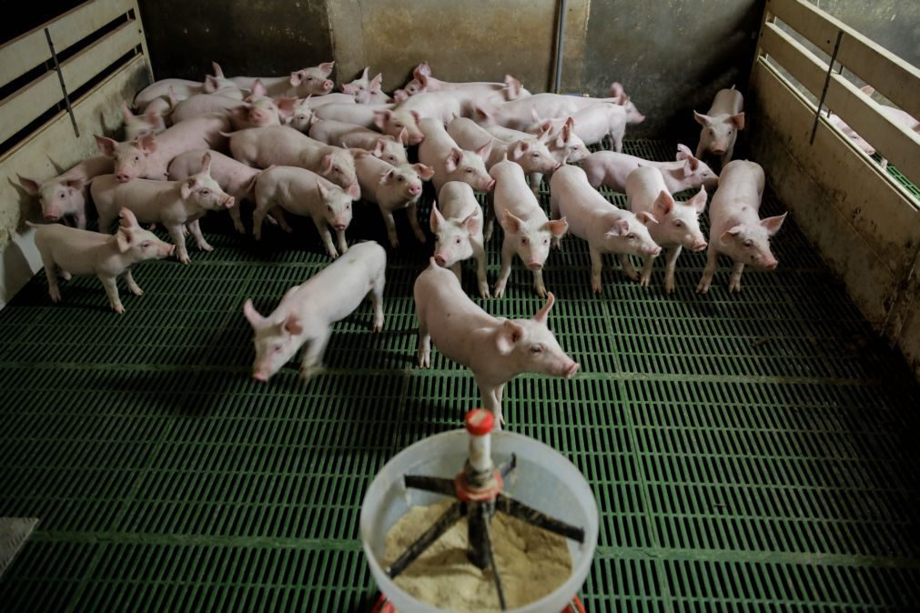 Preço da carne sobe 3,3% num ano na UE com porco a ter o maior aumento