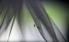 Moçambique quer reduzir para metade mortalidade hospitalar por malária até 2026