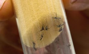 Identificados mais de 40.500 mosquitos em 2023, nenhum com vírus da dengue ou febre do Nilo