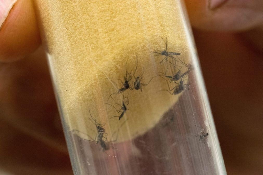 Identificados mais de 40.500 mosquitos em 2023, nenhum com vírus da dengue ou febre do Nilo