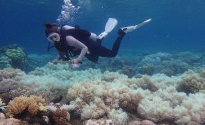 Grande Barreira de Coral da Austrália afetada pelo pior episódio de branqueamento - Governo