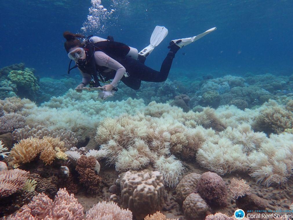 Grande Barreira de Coral da Austrália afetada pelo pior episódio de branqueamento - Governo
