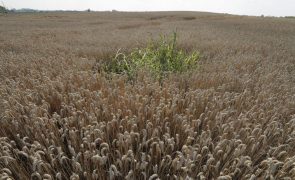 Menor colheita de cereais este ano na Ucrânia terá repercussões globais