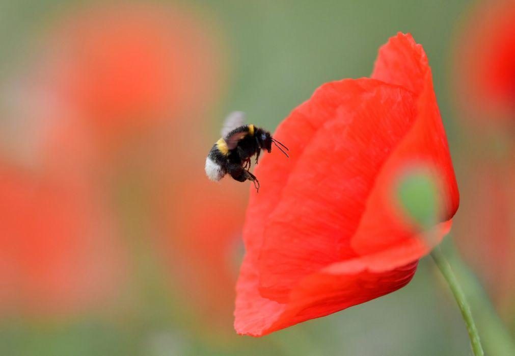 Biodiversidade diminuiu entre 2% e 11% no século XX