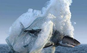 Deep Blue – Maior tubarão-branco do mundo capturado em vídeo