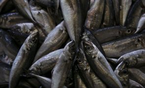 Portugal utilizou 80% da quota de carapau e pesca pode vir a encerrar