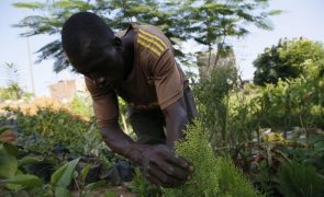 Angola aprova programa para apoiar agricultura familiar e reforçar segurança alimentar
