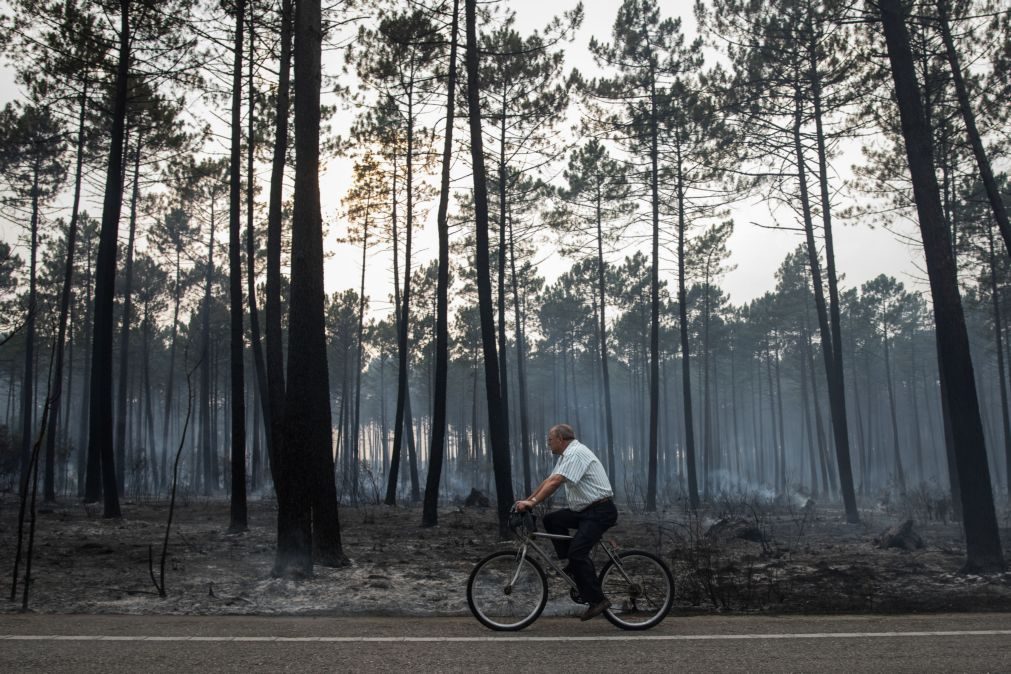 Marinha Grande encerra estradas florestais devido ao risco de queda de árvores