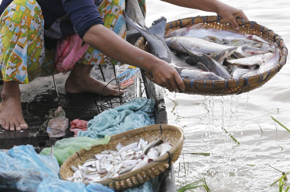 Ministra do Mar: Pescas deverão sofrer decréscimo em toda a UE nos próximos anos