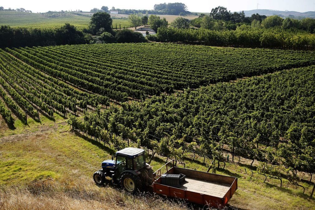 Portugal perdeu 47 mil hectares de vinha em dez anos