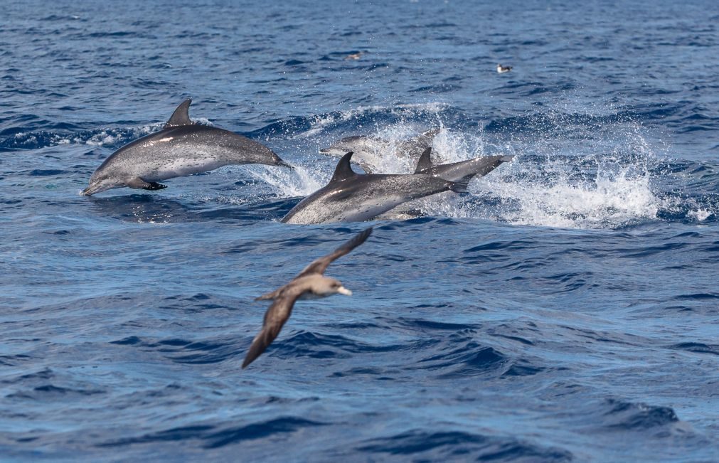 Estuário do Sado ganhou três golfinhos em 2017
