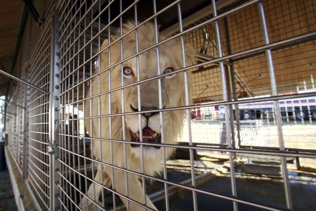 Proibição de utilização de animais nos circos vai ser debatida no parlamento