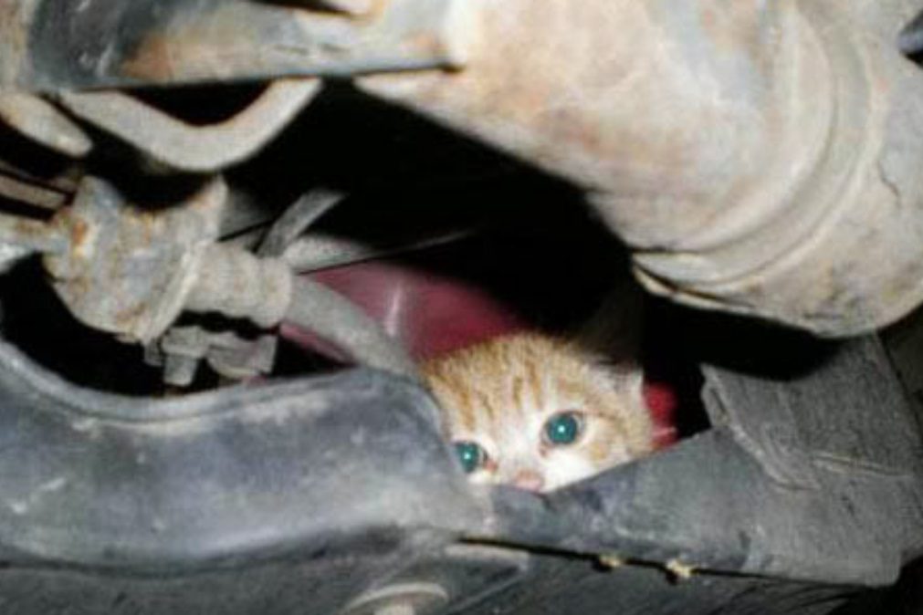 Nacional – Gato escondido em motor origina discussão com tiroteio