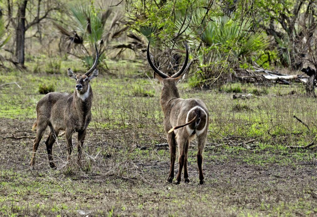 Gorongosa documenta mais de 110 mil animais de