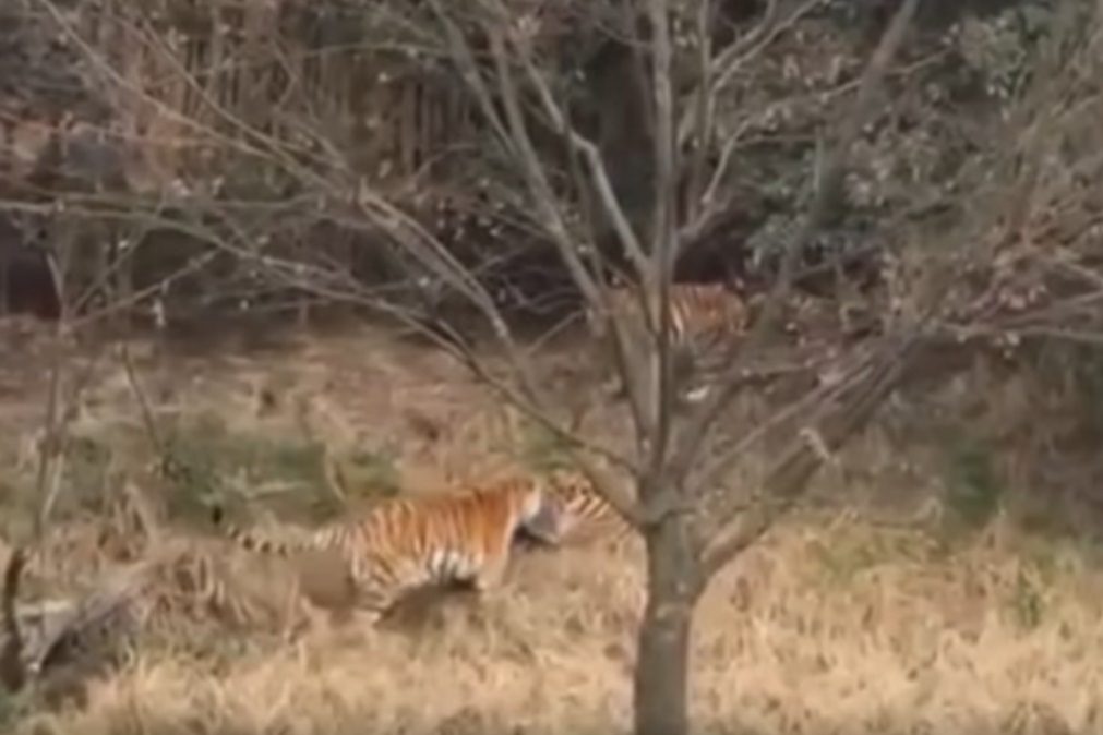 Tigre mata homem com mulher e filho a assistirem [vídeo]