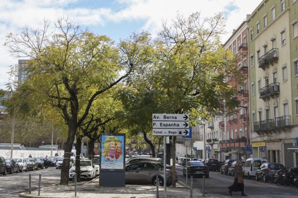 Câmara de Lisboa prevê abater 25 jacarandás na Av. 5 de Outubro, milhares de cidadãos contra