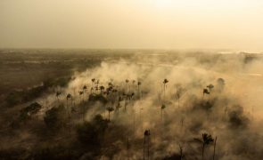 FAO alerta que um terço das espécies de árvores está sob ameaça